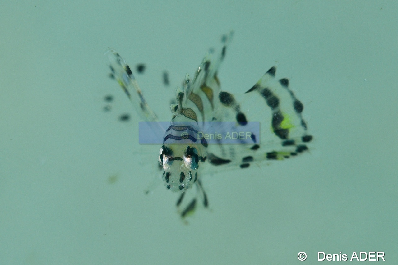 Dendrochirus brachypterus  Pterois nain juv-Liwutonkidi Island 2-23m-20180604-Denis-ADER-DSC_3953_tn.jpg
